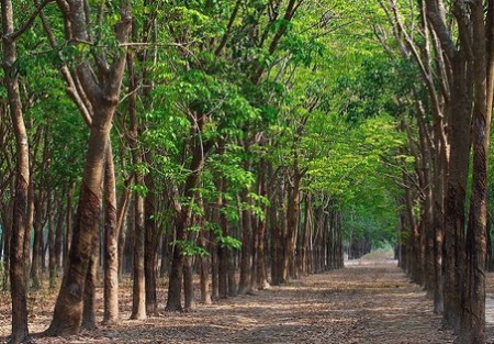 Chuyển đất trồng cây lâu năm sang đất ở, Đòn bẩy pháp lý tạo lợi nhuận lớn tại Văn Giang