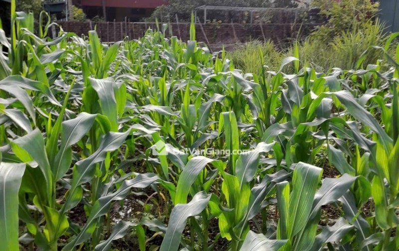 Bán Đất Thổ Cư Văn Giang Hưng Yên 85m2 Cạnh VĐ3.5 Đường thông 3m Giá 5xtr/m2