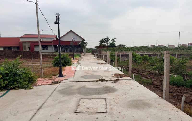 Siêu phẩm đông tảo hoàn Long