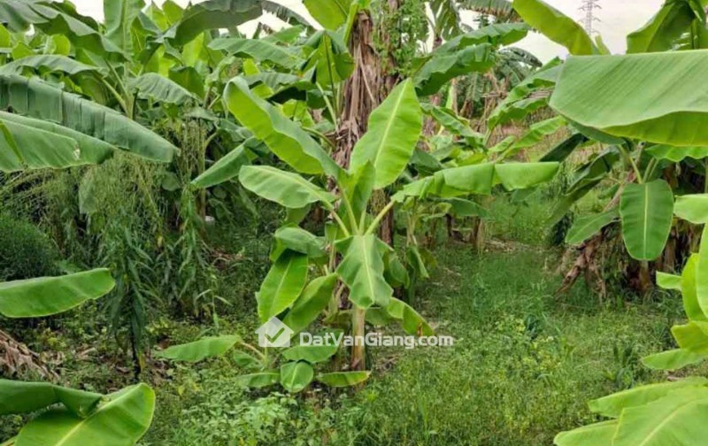 Bán Đất Thổ Cư 51m² Nhân Nội Văn Giang – Gần Đường Lê Văn Lương, Ngõ Thông, Sổ Đỏ Chính Chủ