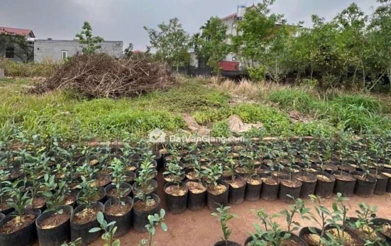 Bán Gấp Siêu Phẩm Đất Văn Giang 73,5m2 Full Thổ Cư Mặt Tiền Khủng 6,45m Giữa Quần Thể Siêu Dự Án