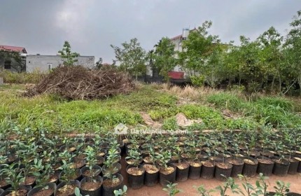Bán Gấp Siêu Phẩm Đất Văn Giang 73,5m2 Full Thổ Cư Mặt Tiền Khủng 6,45m Giữa Quần Thể Siêu Dự Án