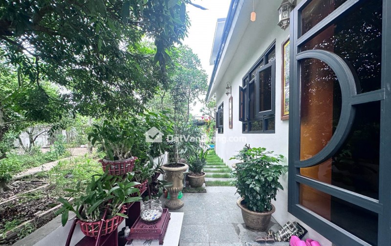 đông tảo hoàng long