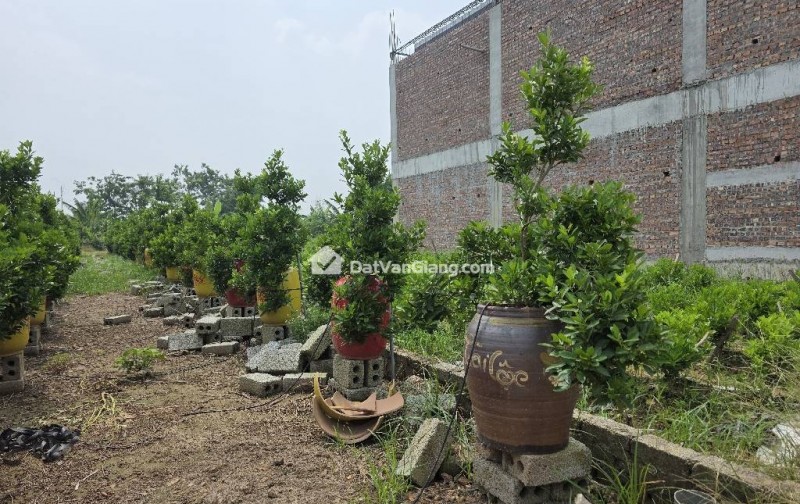 Đất Văn Giang 105m2 Mặt Tiền 7m - Phân Lô Bàn Cờ Tuyệt Đẹp Cạnh Vành Đai 4