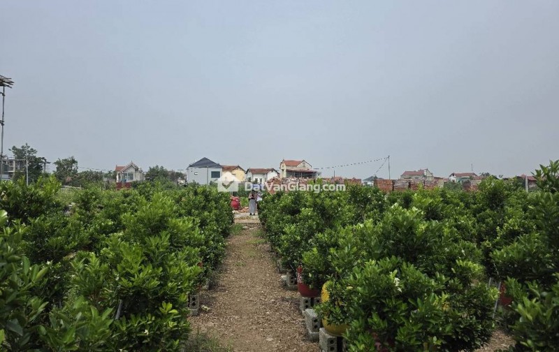 Đất Văn Giang 105m2 Mặt Tiền 7m - Phân Lô Bàn Cờ Tuyệt Đẹp Cạnh Vành Đai 4