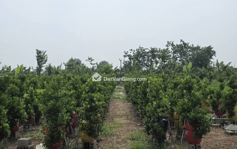 Đất Văn Giang 105m2 Mặt Tiền 7m - Phân Lô Bàn Cờ Tuyệt Đẹp Cạnh Vành Đai 4