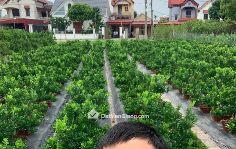  hoa hậu mễ sở  141 m - 2 mặt thoáng đường apphan ô tô chạy. 