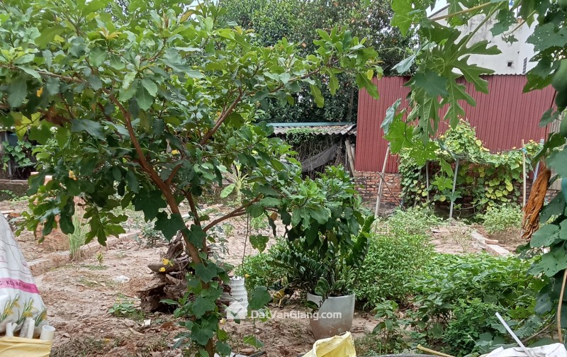  HÀNG ĐẸP ĐOAN KHÊ CŨ – LẠC ĐẠO | MT 6,2M | Ô TÔ TRÁNH 