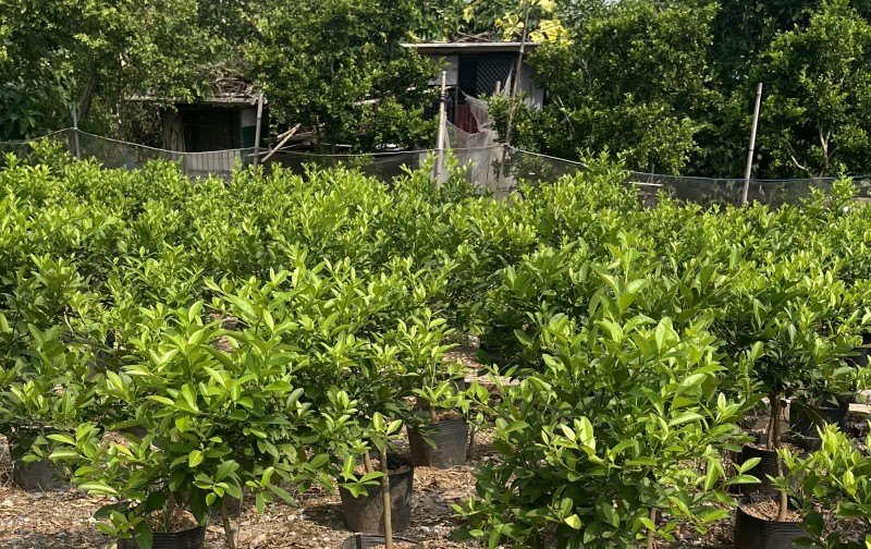 Bán đất